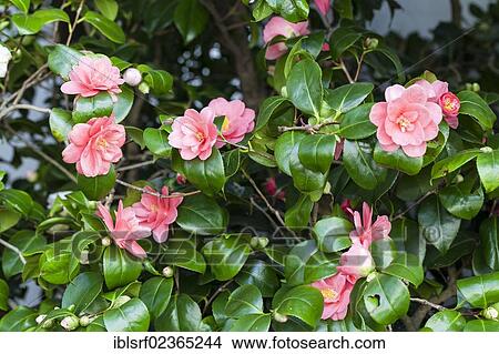 "Japanese Camellia (Camellia japonica), Hesse, Germany, Europe" View Large Photo Image Picture - "Japanese Camellia (Camellia japonica), Hesse, Germany, Europe". Fotosearch