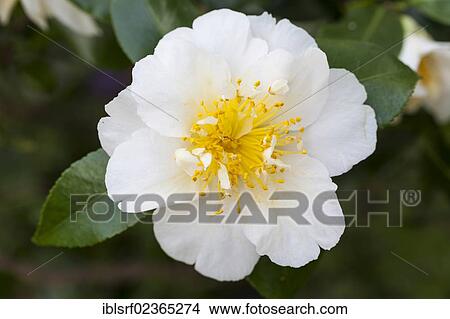 "Japanese Camellia (Camellia japonica), Hesse, Germany, Europe" View Large Photo Image Picture - "Japanese Camellia (Camellia japonica), Hesse, Germany, Europe". Fotosearch