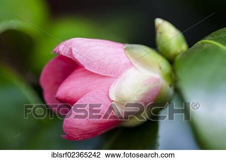 "Japanese Camellia (Camellia japonica), Hesse, Germany, Europe" View Large Photo Image Stock Image - "Japanese Camellia (Camellia japonica), Hesse, Germany, Europe". Fotosearch