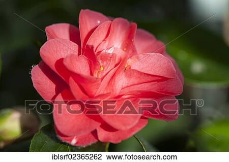 "Japanese Camellia (Camellia japonica), Hesse, Germany, Europe" View Large Photo Image Stock Image - "Japanese Camellia (Camellia japonica), Hesse, Germany, Europe". Fotosearch