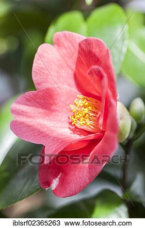 "Japanese Camellia (Camellia japonica), Hesse, Germany, Europe" View Large Photo Image Stock Image - "Japanese Camellia (Camellia japonica), Hesse, Germany, Europe". Fotosearch