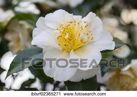 Stock Image - "Japanese Camellia (Camellia japonica), Hesse, Germany, Europe". Fotosearch