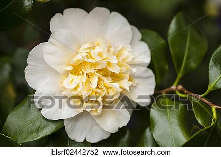 Japanese Camellia (Camellia japonica) View Large Photo Image Stock Image - Japanese Camellia (Camellia japonica). Fotosearch