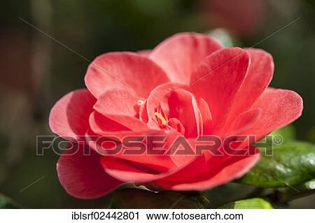 "Japanese Camellia (Camellia japonica), Hesse, Germany, Europe" View Large Photo Image Stock Image - "Japanese Camellia (Camellia japonica), Hesse, Germany, Europe". Fotosearch