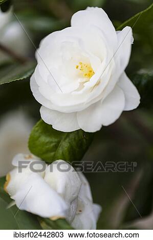 Japanese Camellia (Camellia japonica) View Large Photo Image Stock Image - Japanese Camellia (Camellia japonica). Fotosearch