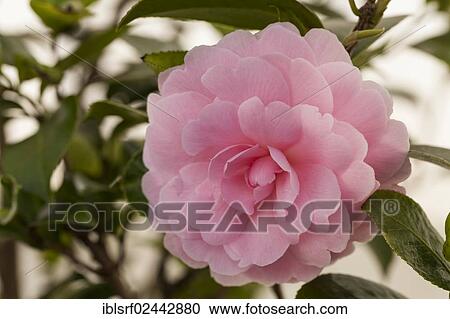"Japanese Camellia (Camellia japonica), Hesse, Germany, Europe" View Large Photo Image Stock Image - "Japanese Camellia (Camellia japonica), Hesse, Germany, Europe". Fotosearch
