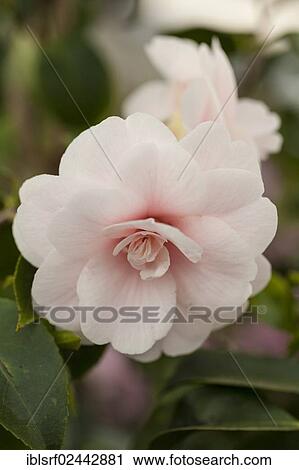 "Japanese Camellia (Camellia japonica), Hesse, Germany, Europe" View Large Photo Image Stock Image - "Japanese Camellia (Camellia japonica), Hesse, Germany, Europe". Fotosearch
