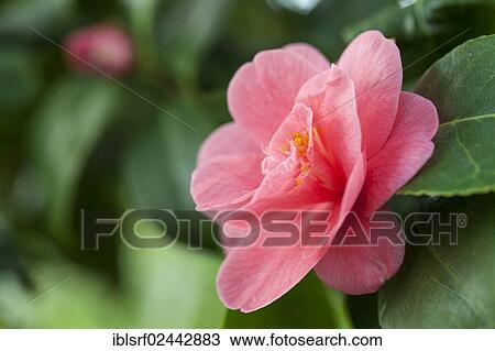 "Japanese Camellia (Camellia japonica), Hesse, Germany, Europe" View Large Photo Image Stock Image - "Japanese Camellia (Camellia japonica), Hesse, Germany, Europe". Fotosearch
