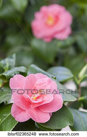 "Japanese Camellia (Camellia japonica), Hesse, Germany, Europe" View Large Photo Image Stock Photo - "Japanese Camellia (Camellia japonica), Hesse, Germany, Europe". Fotosearch