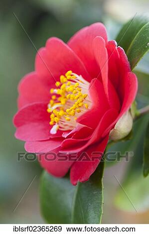 "Japanese Camellia (Camellia japonica), Hesse, Germany, Europe" View Large Photo Image Stock Photo - "Japanese Camellia (Camellia japonica), Hesse, Germany, Europe". Fotosearch