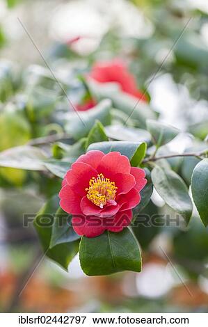 "Japanese Camellia (Camellia japonica), Hesse, Germany, Europe" View Large Photo Image Stock Photo - "Japanese Camellia (Camellia japonica), Hesse, Germany, Europe". Fotosearch