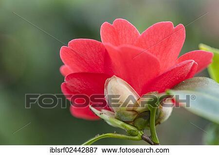 "Japanese Camellia (Camellia japonica), Hesse, Germany, Europe" View Large Photo Image Stock Photo - "Japanese Camellia (Camellia japonica), Hesse, Germany, Europe". Fotosearch