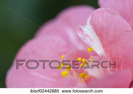 "Japanese Camellia (Camellia japonica), Hesse, Germany, Europe" View Large Photo Image Stock Photography - "Japanese Camellia (Camellia japonica), Hesse, Germany, Europe". Fotosearch
