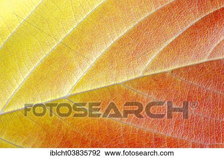 "Japanese Cherry (Prunus serrulata), autumn leaf" View Large Photo Image Stock Image - "Japanese Cherry (Prunus serrulata), autumn leaf". Fotosearch