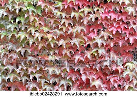 "Japanese creeper, Boston ivy (Parthenocissus tricuspidata) on a wall, Lauffen am Neckar, Baden-Wuerttemberg, Germany, Europe" View Large Photo Image Stock Image - "Japanese creeper, Boston ivy (Parthenocissus tricuspidata) on a wall, Lauffen am Neckar, Baden-Wuerttemberg, Germany, Europe". Fotosearch