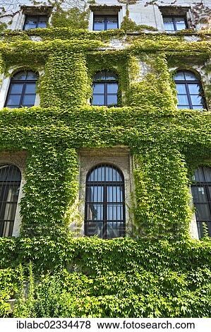 Stock Photo - "Japanese Creeper or Boston Ivy (Parthenocissus tricuspidata) growing on the facade of the Staatliche Grafische Sammlung, State Graphic Collection, Munich, Bavaria, Germany, Europe". Fotosearch