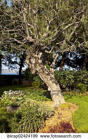 Japanese gardens in Larvotto, Principality of Monaco, Europe View Large Photo Image Stock Photo - Japanese gardens in Larvotto, Principality of Monaco, Europe. Fotosearch
