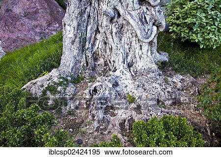 Japanese gardens in Larvotto, Principality of Monaco, Europe View Large Photo Image Stock Photography - Japanese gardens in Larvotto, Principality of Monaco, Europe. Fotosearch