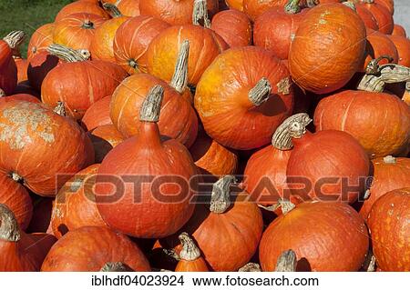 Japanese Hokkaido pumpkins (Cucurbita maxima) View Large Photo Image Picture - Japanese Hokkaido pumpkins (Cucurbita maxima). Fotosearch