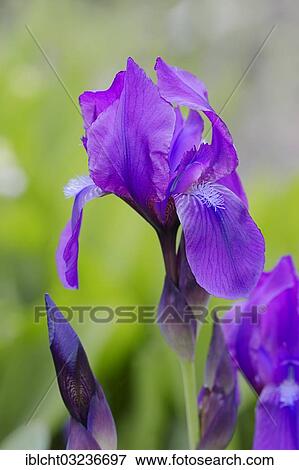 "Japanese Iris (Iris ensata, Iris kaempferi), flowering, North Rhine-Westphalia, Germany, Europe" View Large Photo Image Stock Photo - "Japanese Iris (Iris ensata, Iris kaempferi), flowering, North Rhine-Westphalia, Germany, Europe". Fotosearch