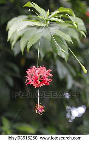 "Japanese Lantern, Coral Hibiscus or Fringed Rosemallow (Hibiscus schizopetalus) in a greenhouse, botanical gardens of The Eden Project, St Austell, Cornwall, England, United Kingdom, Europe" View Large Photo Image Stock Photo - "Japanese Lantern, Coral Hibiscus or Fringed Rosemallow (Hibiscus schizopetalus) in a greenhouse, botanical gardens of The Eden Project, St Austell, Cornwall, England, United Kingdom, Europe". Fotosearch