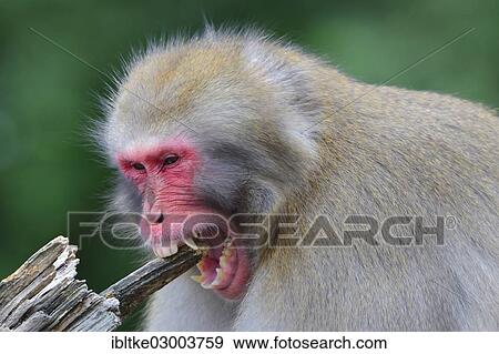 "Japanese Macaque (Macaca fuscata) chewing wood, Baden-Wurttemberg, Germany, Europe" View Large Photo Image Stock Photo - "Japanese Macaque (Macaca fuscata) chewing wood, Baden-Wurttemberg, Germany, Europe". Fotosearch