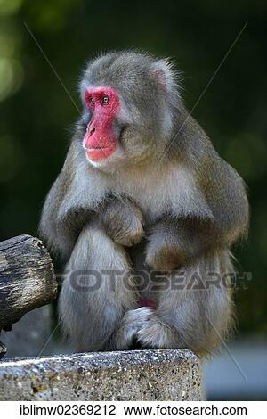 "Japanese Macaque or Nihonzaru (Macaca fuscata), native to Japan, in captivity, Baden-Wuerttemberg, Germany, Europe" View Large Photo Image Stock Image - "Japanese Macaque or Nihonzaru (Macaca fuscata), native to Japan, in captivity, Baden-Wuerttemberg, Germany, Europe". Fotosearch