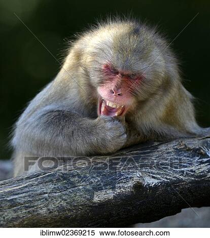 "Japanese Macaque or Nihonzaru (Macaca fuscata), seemingly laughing up his sleeve, comedy, social behavior, native to Japan, in captivity, Baden-Wuerttemberg, Germany, Europe" View Large Photo Image Stock Photography - "Japanese Macaque or Nihonzaru (Macaca fuscata), seemingly laughing up his sleeve, comedy, social behavior, native to Japan, in captivity, Baden-Wuerttemberg, Germany, Europe". Fotosearch