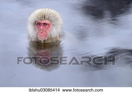 "Japanese Macaque or Snow Monkey (Macaca fuscata) taking a bath in a hot spring, with reflection, Affenpark Jigokudani, Nagano Prafektur, Japan, Asia" View Large Photo Image Picture - "Japanese Macaque or Snow Monkey (Macaca fuscata) taking a bath in a hot spring, with reflection, Affenpark Jigokudani, Nagano Prafektur, Japan, Asia". Fotosearch