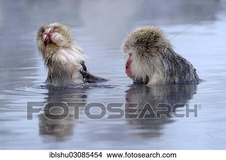 "Japanese Macaque or Snow Monkey (Macaca fuscata) taking a bath in a hot spring, with young, Affenpark Jigokudani, Nagano Prafektur, Japan, Asia" View Large Photo Image Picture - "Japanese Macaque or Snow Monkey (Macaca fuscata) taking a bath in a hot spring, with young, Affenpark Jigokudani, Nagano Prafektur, Japan, Asia". Fotosearch