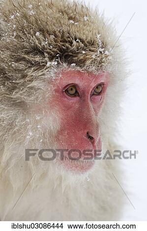 "Japanese Macaque or Snow Monkey (Macaca fuscata), portrait, Affenpark Jigokudani, Nagano Prafektur, Japan, Asia" View Large Photo Image Picture - "Japanese Macaque or Snow Monkey (Macaca fuscata), portrait, Affenpark Jigokudani, Nagano Prafektur, Japan, Asia". Fotosearch
