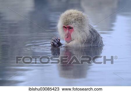 "Japanese Macaque or Snow Monkey (Macaca fuscata) taking a bath in a hot spring, with reflection, Affenpark Jigokudani, Nagano Prafektur, Japan, Asia" View Large Photo Image Stock Image - "Japanese Macaque or Snow Monkey (Macaca fuscata) taking a bath in a hot spring, with reflection, Affenpark Jigokudani, Nagano Prafektur, Japan, Asia". Fotosearch