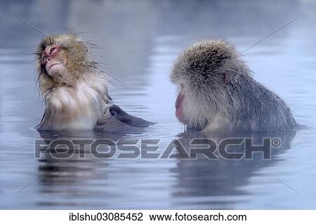 "Japanese Macaque or Snow Monkey (Macaca fuscata) taking a bath in a hot spring, with young, Affenpark Jigokudani, Nagano Prafektur, Japan, Asia" View Large Photo Image Stock Image - "Japanese Macaque or Snow Monkey (Macaca fuscata) taking a bath in a hot spring, with young, Affenpark Jigokudani, Nagano Prafektur, Japan, Asia". Fotosearch