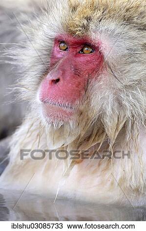 "Japanese Macaque or Snow Monkey (Macaca fuscata), portrait, Affenpark Jigokudani, Nagano Prafektur, Japan, Asia" View Large Photo Image Stock Image - "Japanese Macaque or Snow Monkey (Macaca fuscata), portrait, Affenpark Jigokudani, Nagano Prafektur, Japan, Asia". Fotosearch