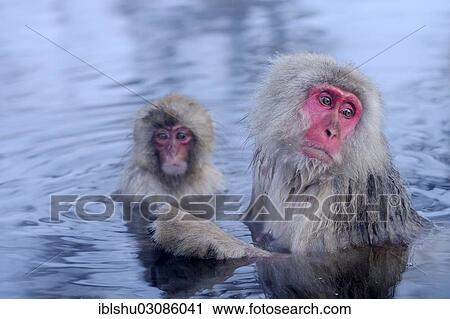 Stock Image - "Japanese Macaque or Snow Monkey (Macaca fuscata) taking a bath in a hot spring, with young, Affenpark Jigokudani, Nagano Prafektur, Japan, Asia". Fotosearch