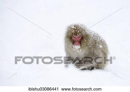 "Japanese Macaque or Snow Monkey (Macaca fuscata), sitting on snow, Affenpark Jigokudani, Nagano Prafektur, Japan, Asia" View Large Photo Image Stock Image - "Japanese Macaque or Snow Monkey (Macaca fuscata), sitting on snow, Affenpark Jigokudani, Nagano Prafektur, Japan, Asia". Fotosearch