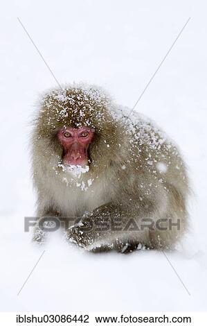Stock Image - "Japanese Macaque or Snow Monkey (Macaca fuscata), sitting on snow, Affenpark Jigokudani, Nagano Prafektur, Japan, Asia". Fotosearch