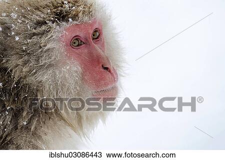 "Japanese Macaque or Snow Monkey (Macaca fuscata), portrait, Affenpark Jigokudani, Nagano Prafektur, Japan, Asia" View Large Photo Image Stock Image - "Japanese Macaque or Snow Monkey (Macaca fuscata), portrait, Affenpark Jigokudani, Nagano Prafektur, Japan, Asia". Fotosearch