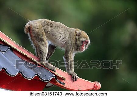 "Japanese Macaque or Snow Monkey (Macaca fuscata), occurrence in Japan, captive, Amersfoort, Province of Utrecht, The Netherlands, Europe" View Large Photo Image Stock Image - "Japanese Macaque or Snow Monkey (Macaca fuscata), occurrence in Japan, captive, Amersfoort, Province of Utrecht, The Netherlands, Europe". Fotosearch