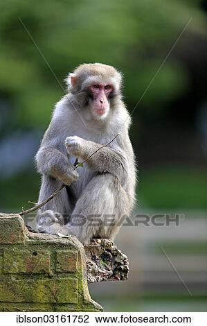 "Japanese Macaque or Snow Monkey (Macaca fuscata), occurrence in Japan, captive, Amersfoort, Province of Utrecht, The Netherlands, Europe" View Large Photo Image Stock Image - "Japanese Macaque or Snow Monkey (Macaca fuscata), occurrence in Japan, captive, Amersfoort, Province of Utrecht, The Netherlands, Europe". Fotosearch