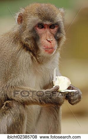 "Japanese Macaque or Snow Monkey (Macaca fuscata), native to Japan, in captivity, Germany, Europe" View Large Photo Image Stock Photo - "Japanese Macaque or Snow Monkey (Macaca fuscata), native to Japan, in captivity, Germany, Europe". Fotosearch