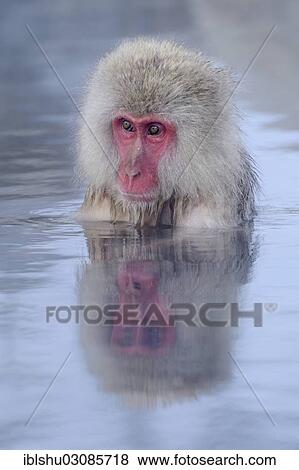 "Japanese Macaque or Snow Monkey (Macaca fuscata) taking a bath in a hot spring, with reflection, Affenpark Jigokudani, Nagano Prafektur, Japan, Asia" View Large Photo Image Stock Photo - "Japanese Macaque or Snow Monkey (Macaca fuscata) taking a bath in a hot spring, with reflection, Affenpark Jigokudani, Nagano Prafektur, Japan, Asia". Fotosearch