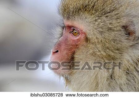 "Japanese Macaque or Snow Monkey (Macaca fuscata), portrait, Affenpark Jigokudani, Nagano Prafektur, Japan, Asia" View Large Photo Image Stock Photo - "Japanese Macaque or Snow Monkey (Macaca fuscata), portrait, Affenpark Jigokudani, Nagano Prafektur, Japan, Asia". Fotosearch