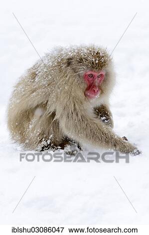 Stock Photo - "Japanese Macaque or Snow Monkey (Macaca fuscata), looking for food in the snow, Affenpark Jigokudani, Nagano Prafektur, Japan, Asia". Fotosearch