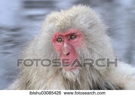 "Japanese Macaque or Snow Monkey (Macaca fuscata), portrait, Affenpark Jigokudani, Nagano Prafektur, Japan, Asia" View Large Photo Image Stock Photograph - "Japanese Macaque or Snow Monkey (Macaca fuscata), portrait, Affenpark Jigokudani, Nagano Prafektur, Japan, Asia". Fotosearch