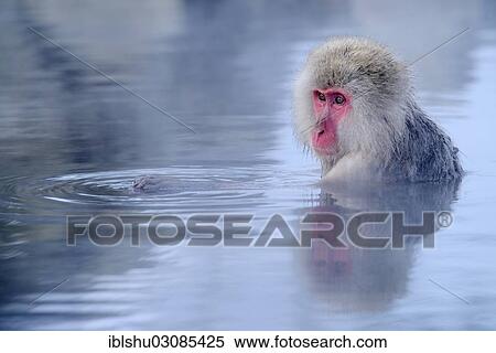 "Japanese Macaque or Snow Monkey (Macaca fuscata) taking a bath in a hot spring, with reflection, Affenpark Jigokudani, Nagano Prafektur, Japan, Asia" View Large Photo Image Stock Photography - "Japanese Macaque or Snow Monkey (Macaca fuscata) taking a bath in a hot spring, with reflection, Affenpark Jigokudani, Nagano Prafektur, Japan, Asia". Fotosearch