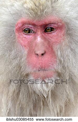Stock Photography - "Japanese Macaque or Snow Monkey (Macaca fuscata), portrait, Affenpark Jigokudani, Nagano Prafektur, Japan, Asia". Fotosearch