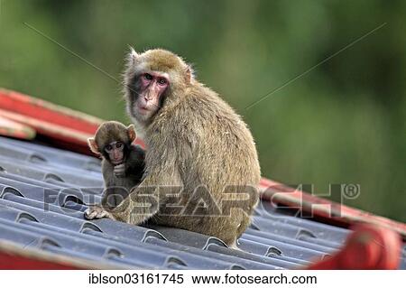 "Japanese Macaque or Snow Monkey (Macaca fuscata), occurrence in Japan, captive, Amersfoort, Province of Utrecht, The Netherlands, Europe" View Large Photo Image Stock Photography - "Japanese Macaque or Snow Monkey (Macaca fuscata), occurrence in Japan, captive, Amersfoort, Province of Utrecht, The Netherlands, Europe". Fotosearch