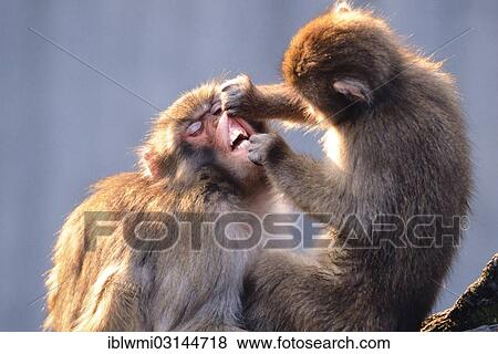 Stock Photo - "Japanese macaque or Snow monkeys (Macaca fuscata), during mutual dental care, captive, Baden-Wurttemberg, Germany, Europe". Fotosearch