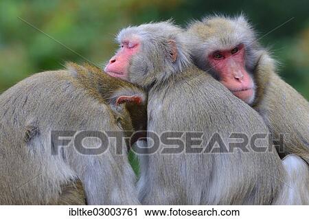 "Japanese Macaques (Macaca fuscata), Baden-Wurttemberg, Germany, Europe" View Large Photo Image Stock Image - "Japanese Macaques (Macaca fuscata), Baden-Wurttemberg, Germany, Europe". Fotosearch
